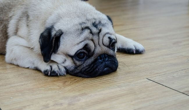 Are Hardwood Floors Bad For Dogs, How To Make Hardwood Floors Less Slippery For Dogs